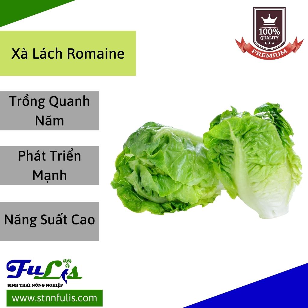 Hạt Giống Xà Lách Minetto - Xà Lách Romaine RẠNG ĐÔNG Nảy Mầm Tốt Bảo Quản Lâu Chính Hãng Hạt Giống Xà Lách Minetto - Xà Lách Romaine RẠNG ĐÔNG Nảy Mầm Tốt Bảo Quản Lâu Chính Hãng - Ảnh 3